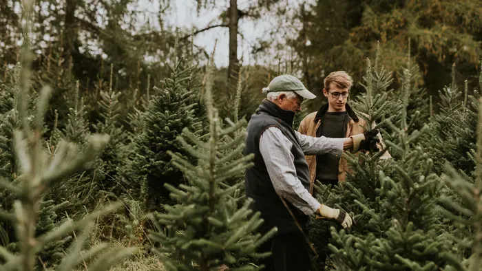 Mi alapján válasszunk fenyőt karácsonyra? Ez segíthet!