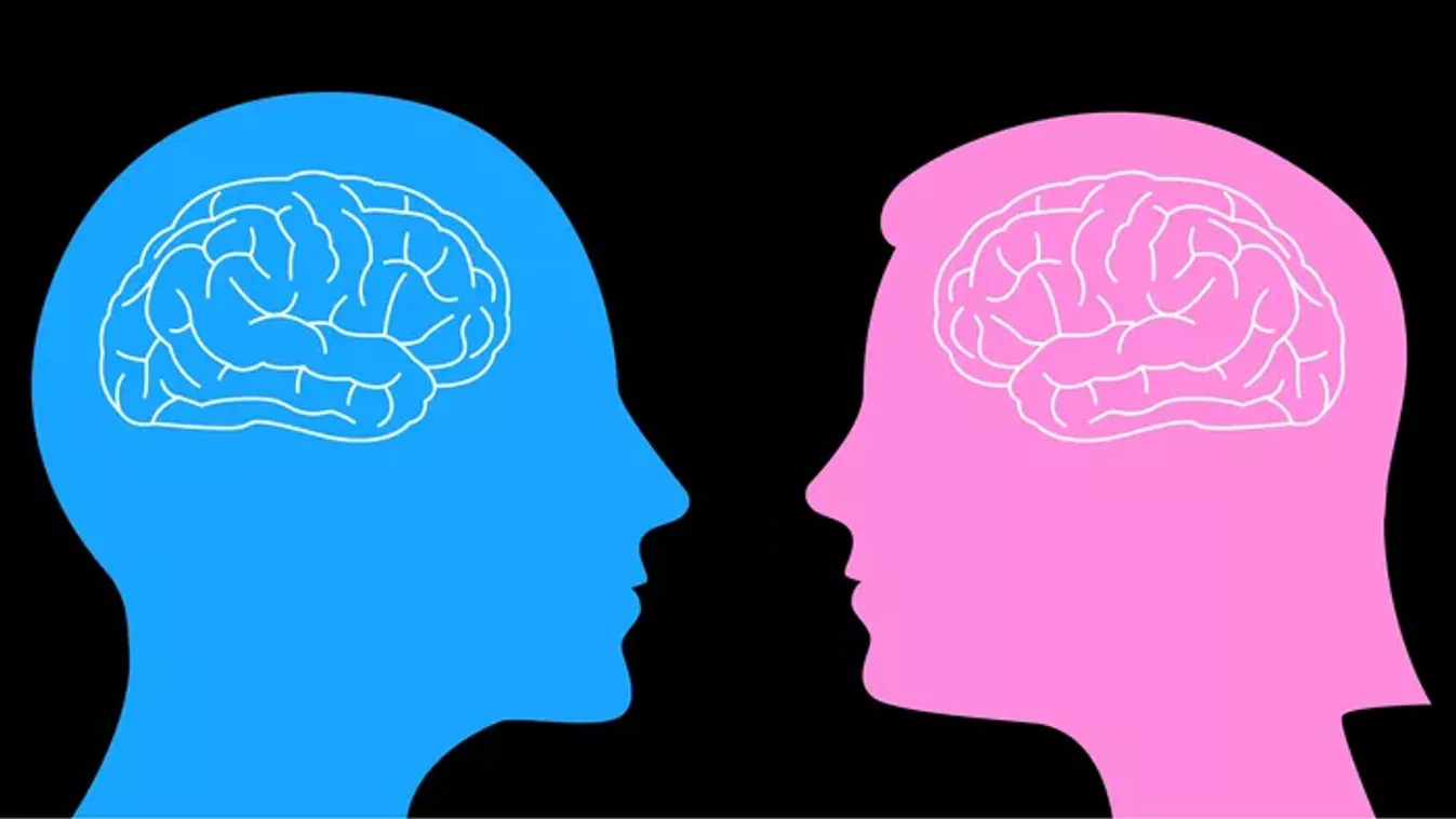 Férfi agy és női agy? A tudomány most mindent megcáfol, amit eddig hittél