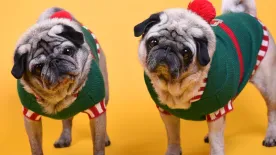 Ebben a te kedvenced lesz az ünnep sztárja: készíts imádnivaló karácsonyi kutyaruhát fillérekből