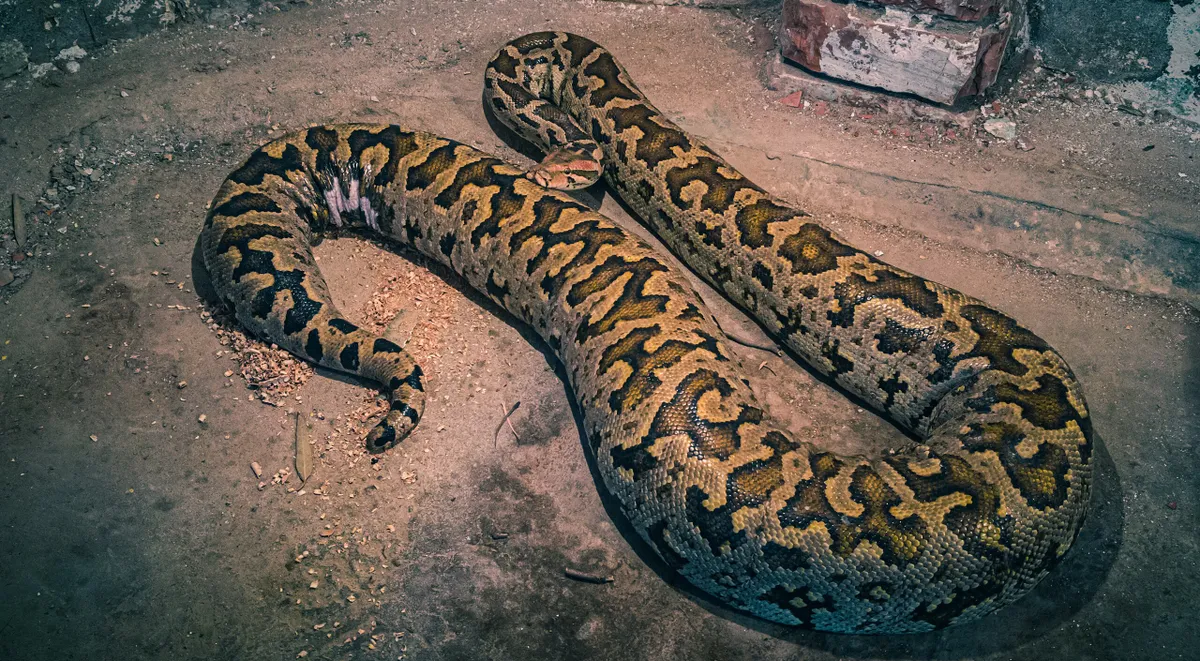 egy óriáis indiai piton tekereg a földön.