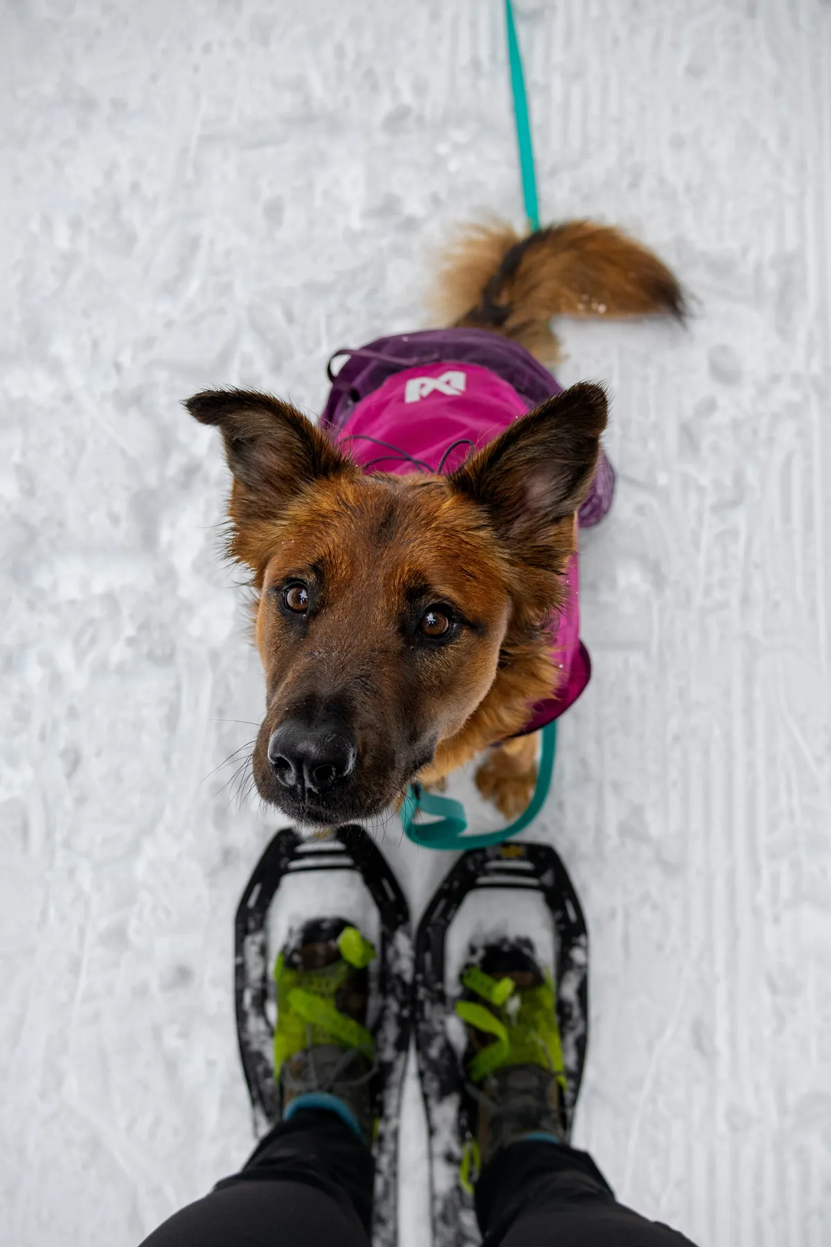 kutyus havas környezetben ül a gazdi hótalpas lába előtt é sfigyel rá.