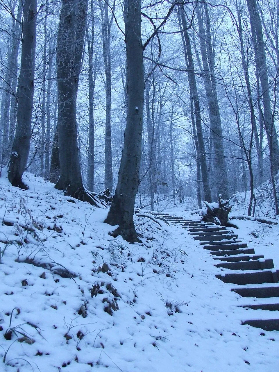 téli erdő a Rám-szakadék közelében.