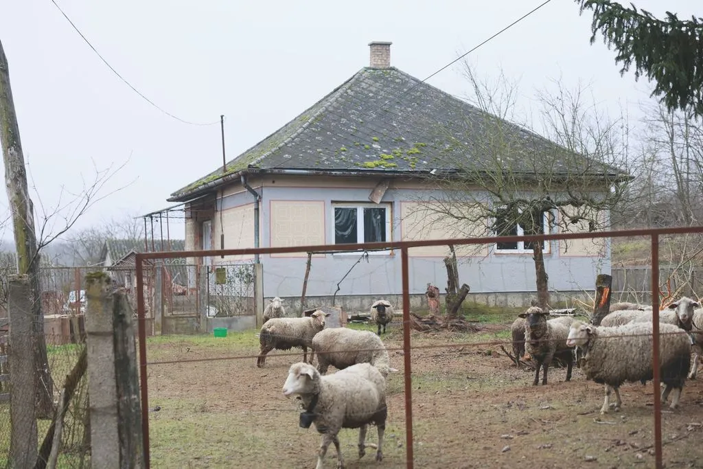 A lövöldözés Nyírlugoson történt, az orvvadász társa elmenekült