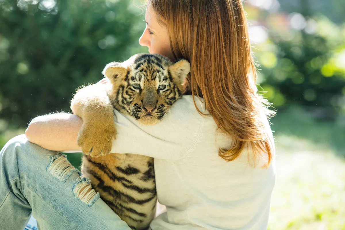Tigriskölyök és egy fiatal nő a személyiségtesztben.