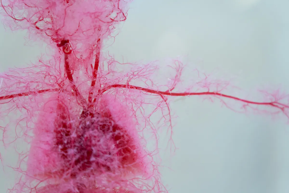 érrendszer mikroszkópius nagyításban. 