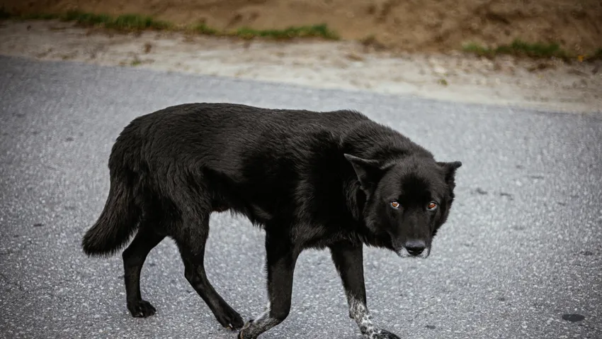 Kvíz kérdést ábrázoló kép