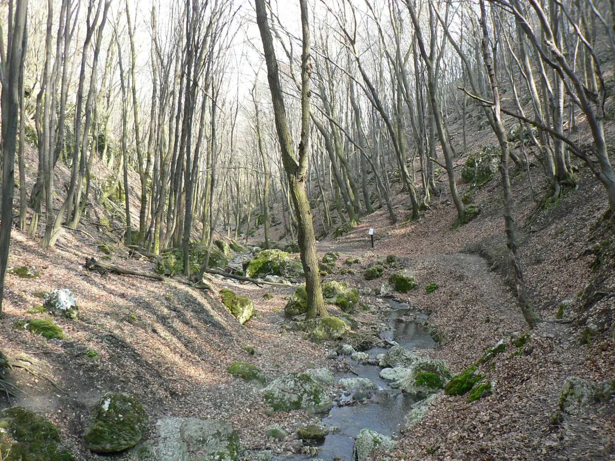 Téli túra: Dera-szurdok csordogáló patakkal.