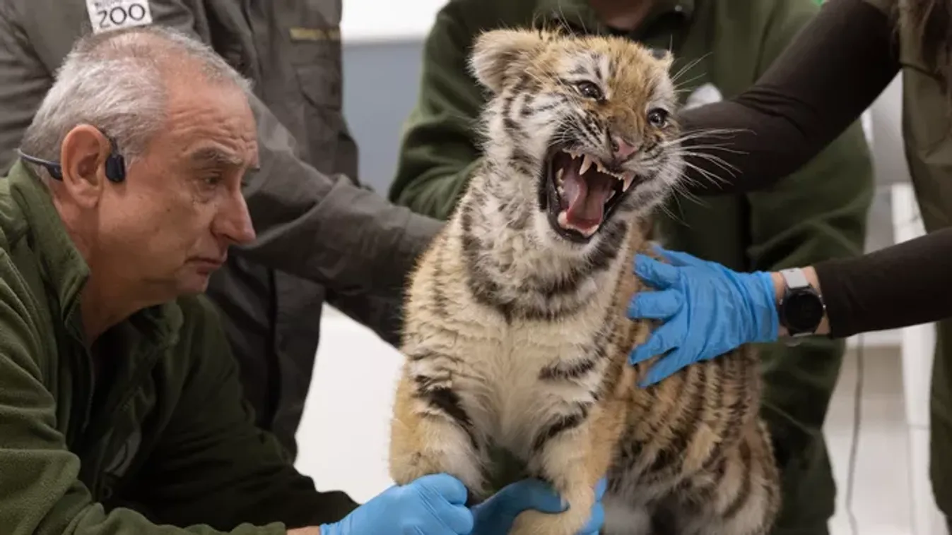 Fotóval tudatták: fejlemény történt a lefoglalt kistigris ügyében