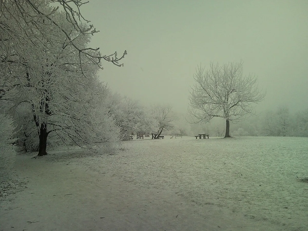A Normafa Anna-rétje télen behavazott fákkal.
