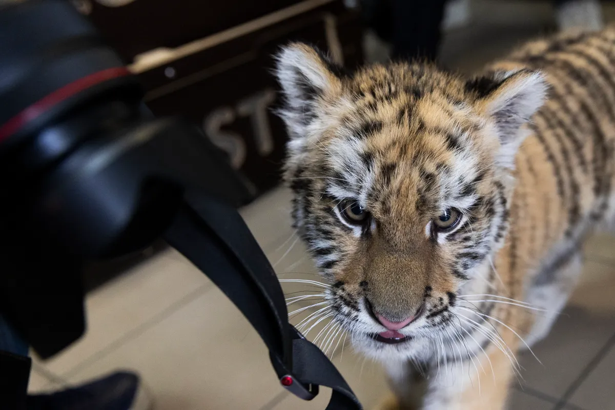 Beoltották a Tiszafüreden lefoglalt kistigrist

