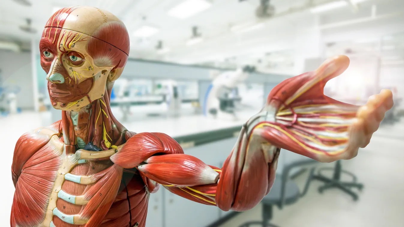 Kvíz: ezeknél az orvosi kifejezéseknél sokan elvéreznek – Te mennyire vagy képben?