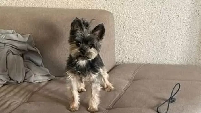 Egymillió forint üti a markodat, ha hazaviszed ezt a kutyát