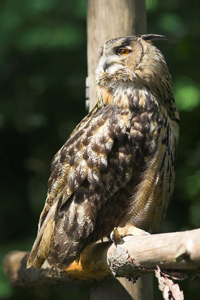 Az erdei fülesbagoly a Lázbérci Természetvédelmi Terület egyik honos faja.
