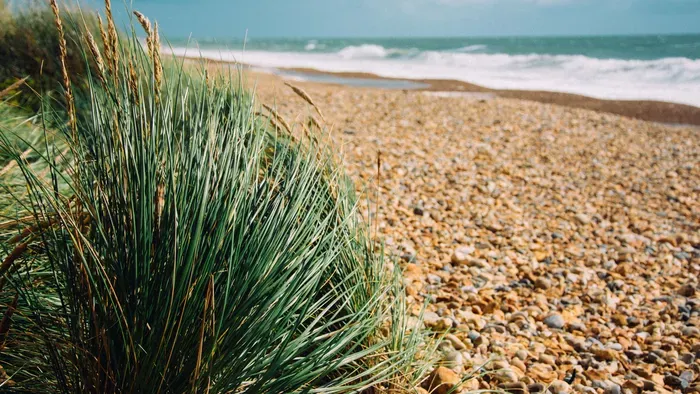 Halálosan mérgező növényt találtak a népszerű strandokon
