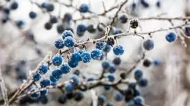 Kökény: vadontermő bogyóból természetes csodaszer – Ezért érdemes fogyasztanod