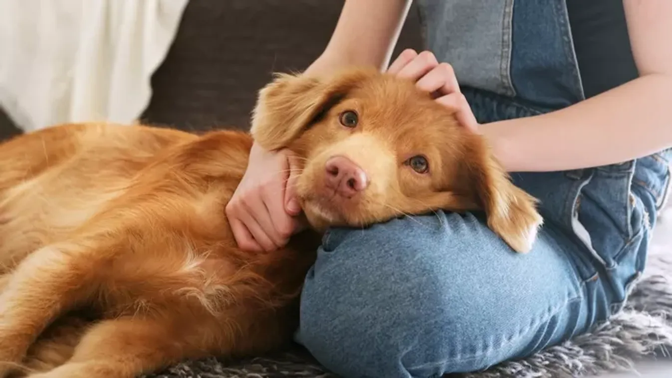 Furcsán viselkedett kutyája, életveszélyes betegséggel diagnosztizálták a nőt
