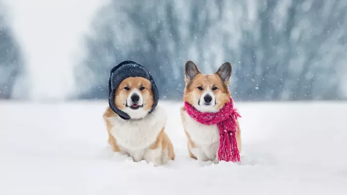 A legjobb kutya ízületvédő tippek