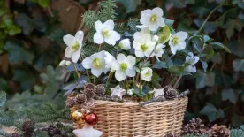 Karácsonyi rózsa gondozása: Így marad sokáig szép a virág