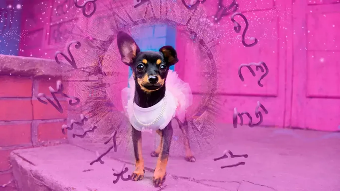 Nagy kutyahoroszkóp: ezt árulja el kedvenced csillagjegye a személyiségéről