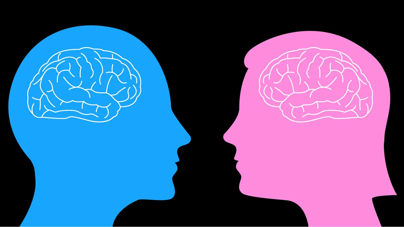 Férfi és női agyműködés