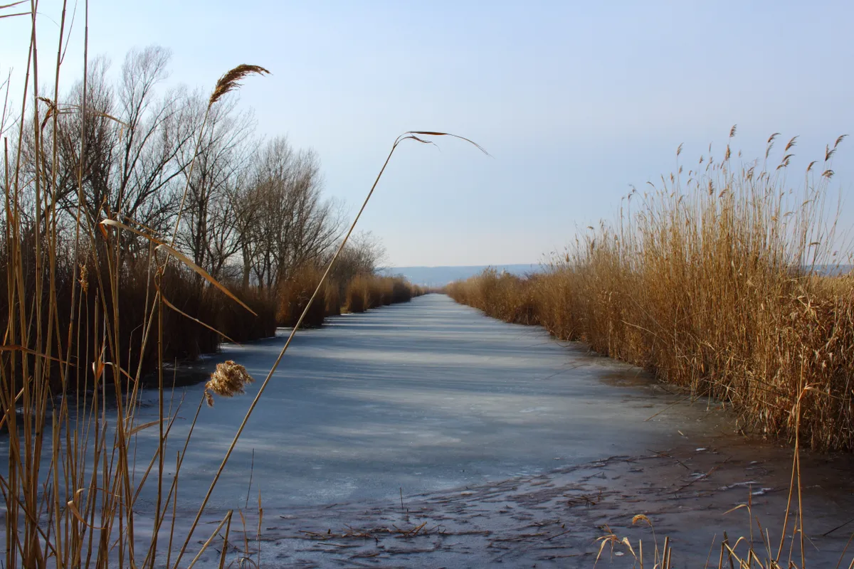 Befagyott Fertő-tő nádassal a partján.