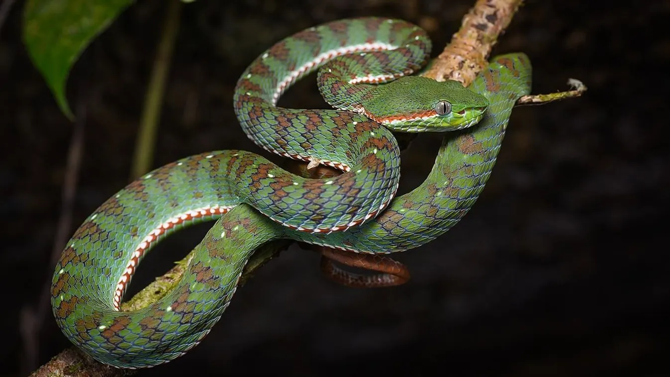 Ezek a világ legveszélyesebb állatai