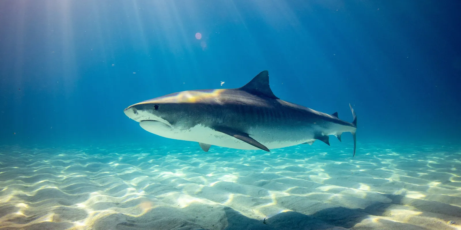 Cápatámadás végezhetett a triatlonsportolóval