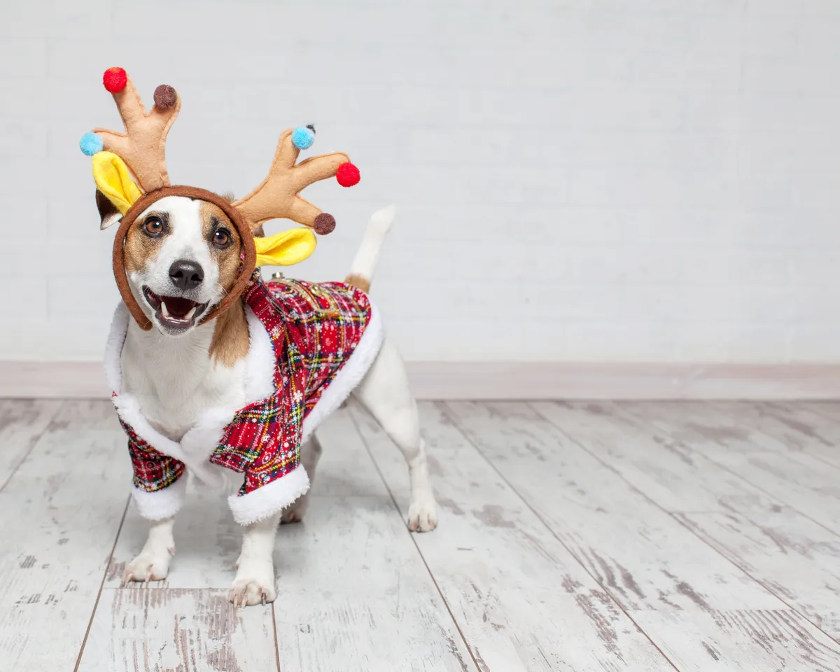 Piros karácsonyi kutyaruha egy kiskutyán.