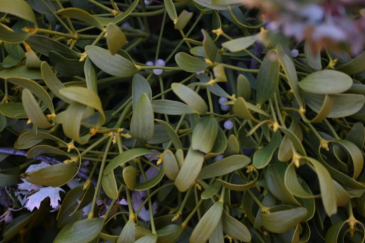 Közeli fotó a fagyöngyről, amin a levelek és a fehér bogyó is látszik. 