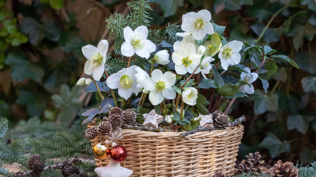 Karácsonyi rózsa gondozása: Így marad sokáig szép a virág