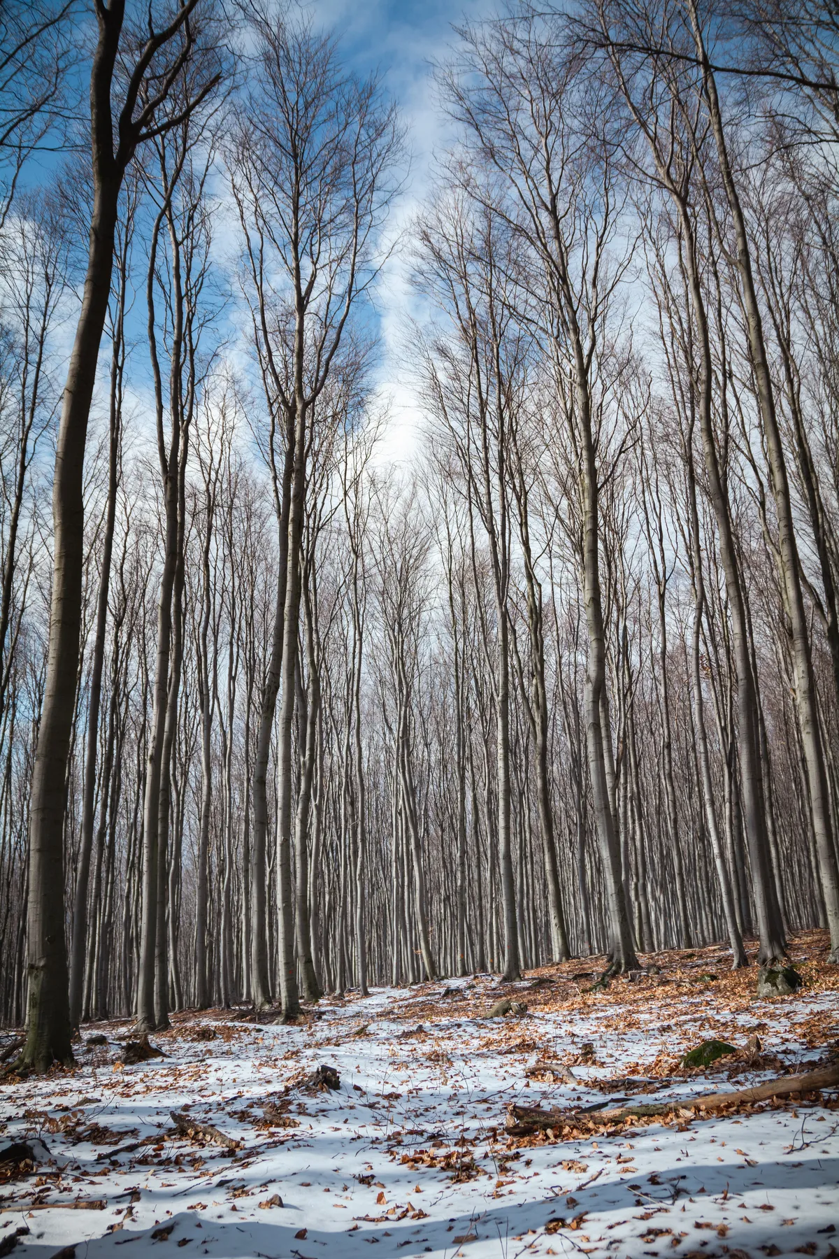 Téli erdő, kopasz fák a Mátrában.