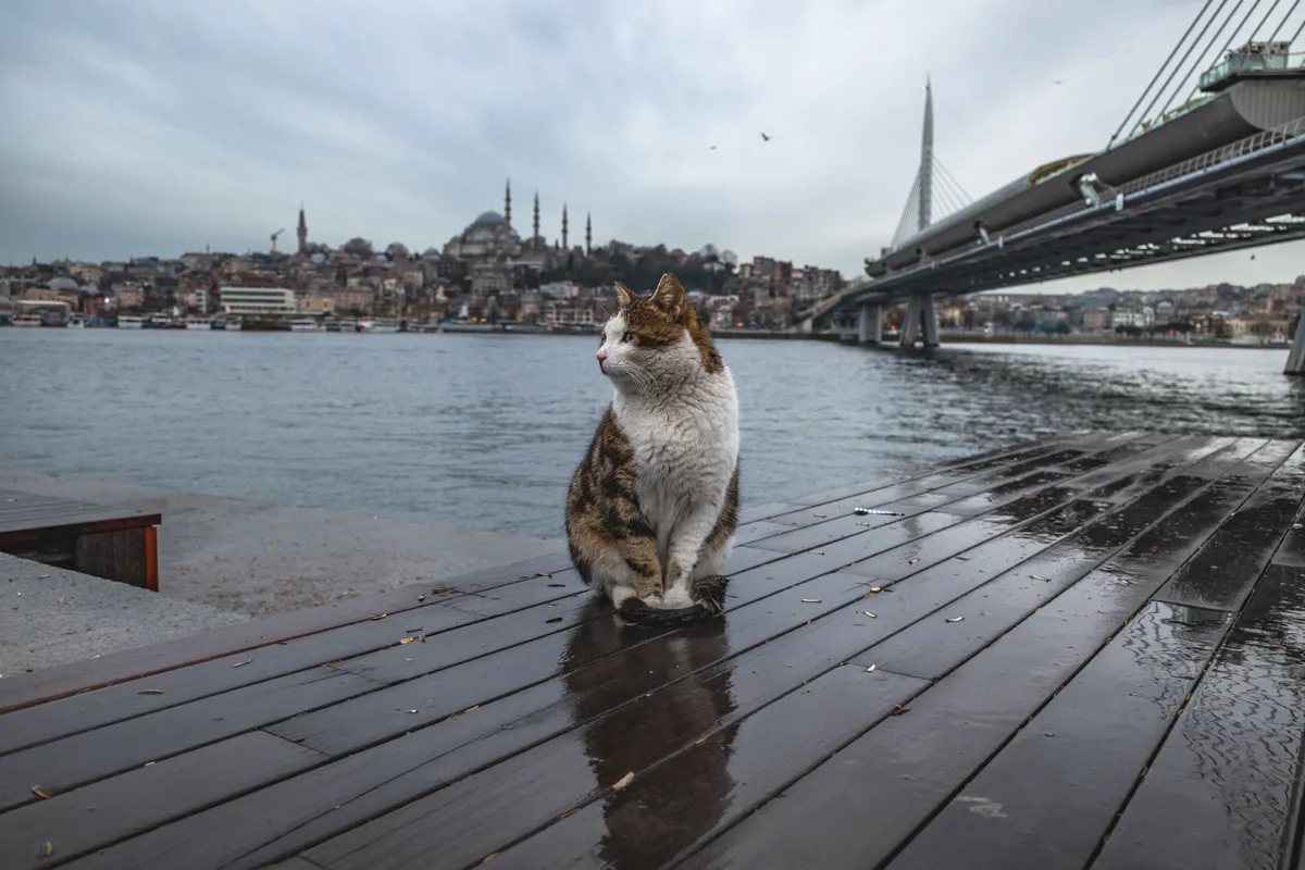 Isztambul macskái a kikötőkben is ott vannak.