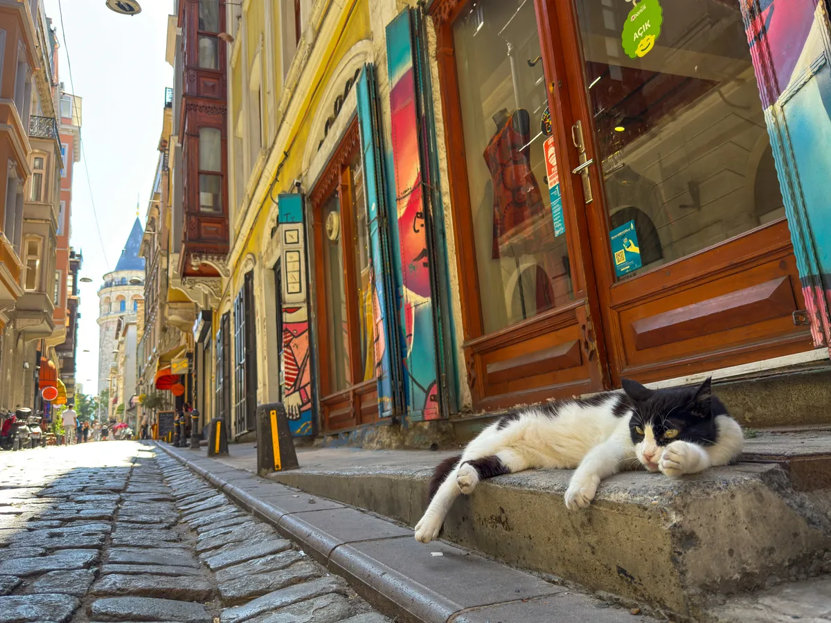 Isztambul macskái a Galata-toronyhoz vezető úton is előfordulnak.
