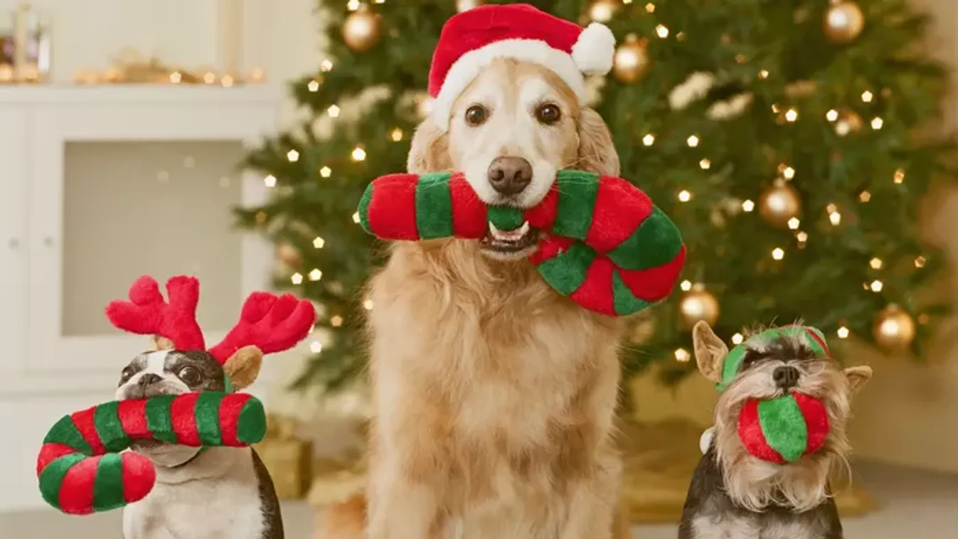 Veszélyben a házi kedvenced! Ezek a karácsony legmérgezőbb dísznövényei