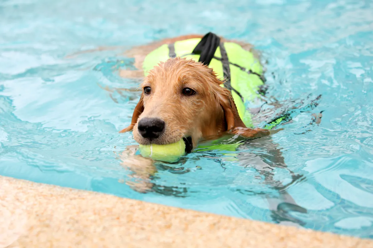 Az úszással is tehermentesítheted az ízületeket.
