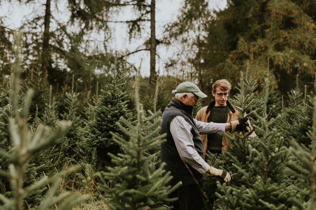 Men,Selecting,Christmas,Trees,At,Pine,Tree,Farm.,Christmas,Tree