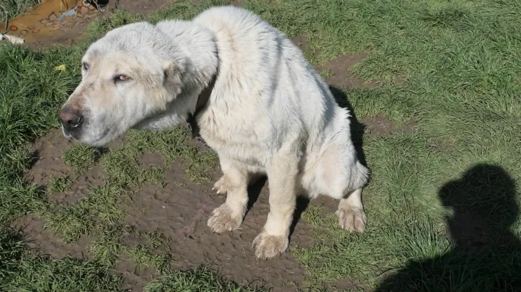 Állatkínzáson kaptak egy 45 éves férfit