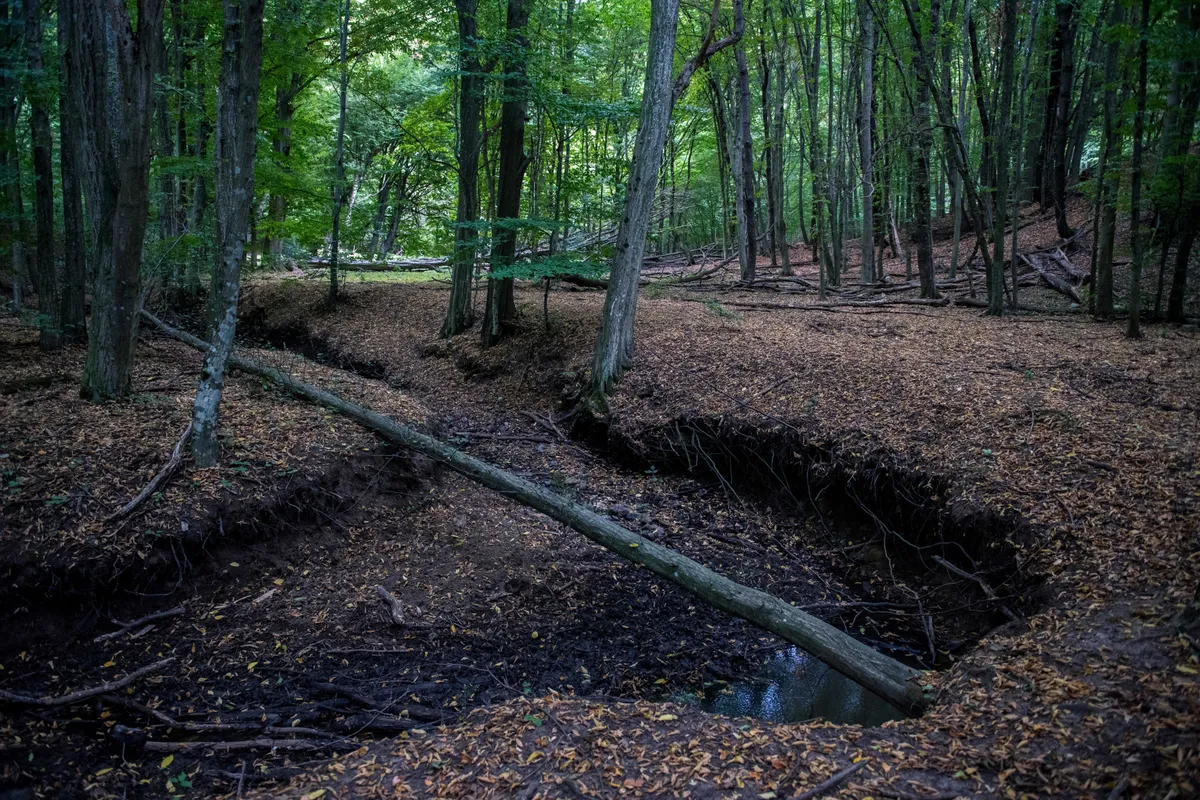 zöld fák a Zengő erdejében patakmederrel.