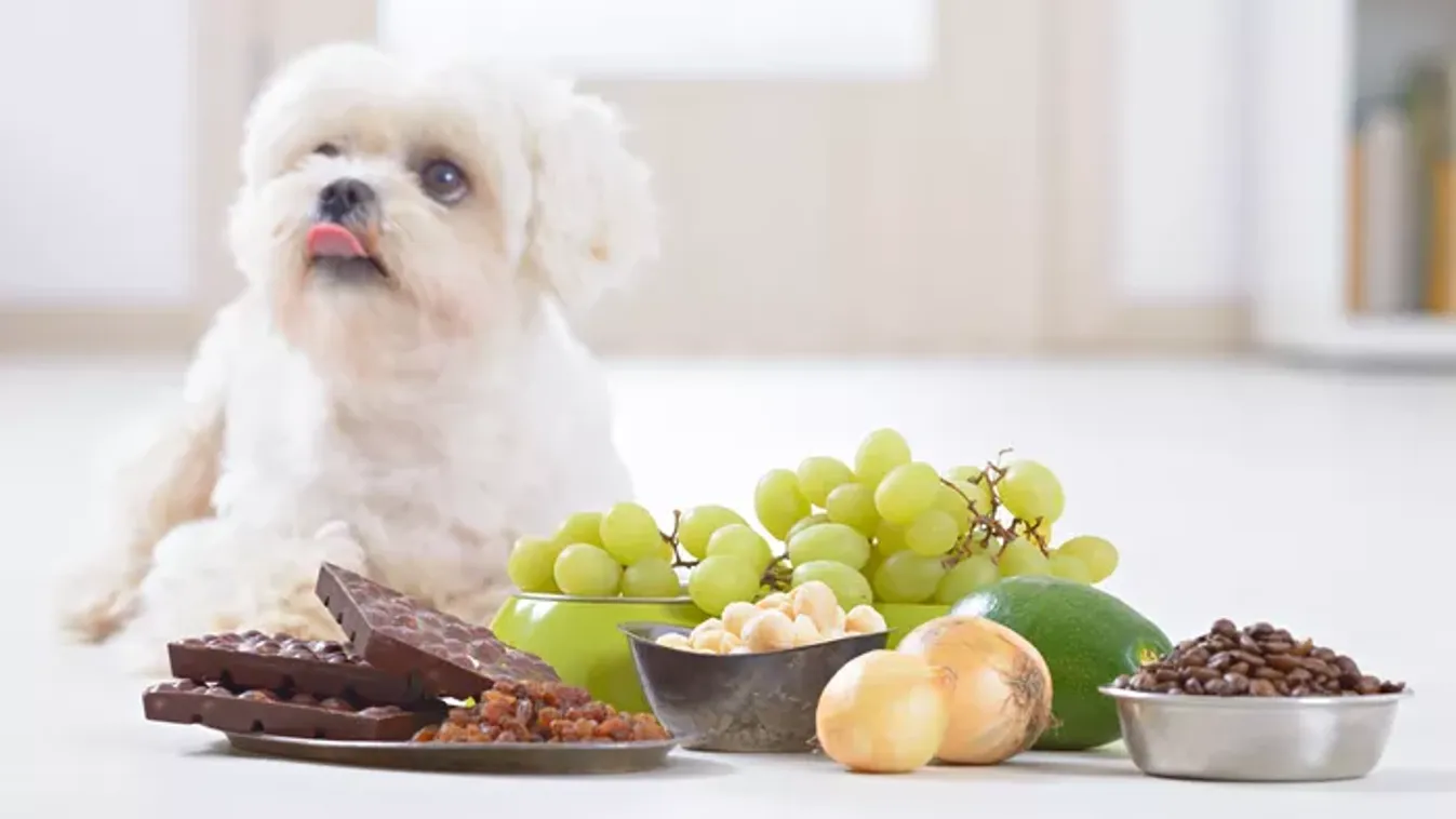 Mérgező karácsonyi ételek: ezek a finomságok halálosak lehetnek kis kedvenced számára