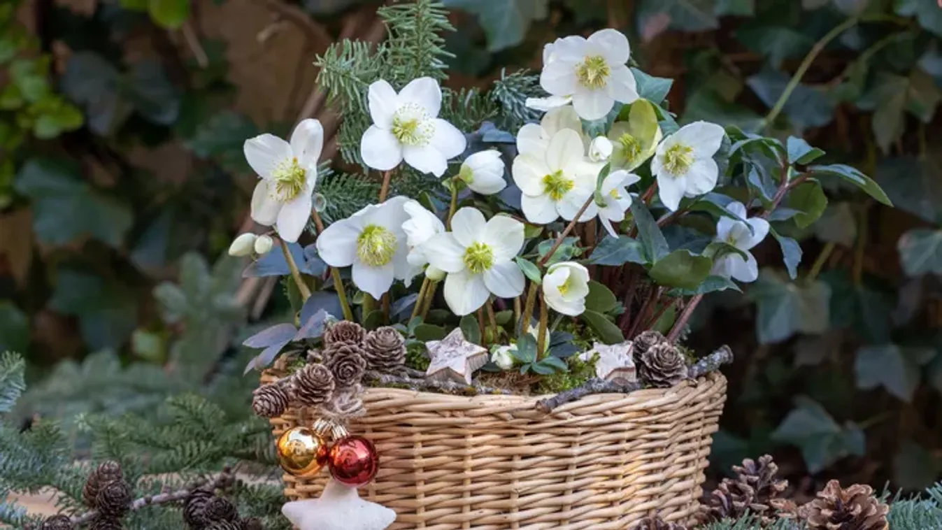 Karácsonyi rózsa gondozása: Így marad sokáig szép a virág