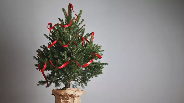 Profilozó elemezi a személyiséged a karácsonyfád alapján