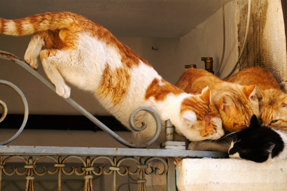 Szíroszon a macskagondozás igazi álommunka.