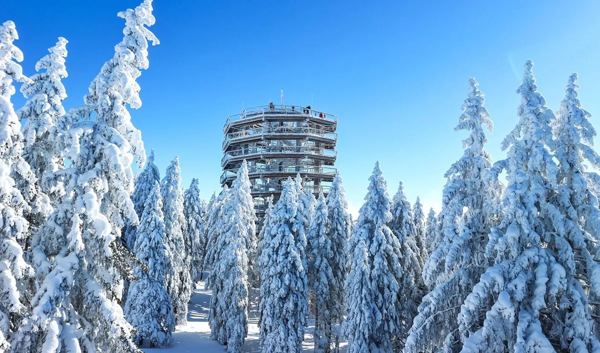 Szlovénia látnivalói közt Roglán kiemelkedő lomkorona sétány tornya a havas erdő közepén.