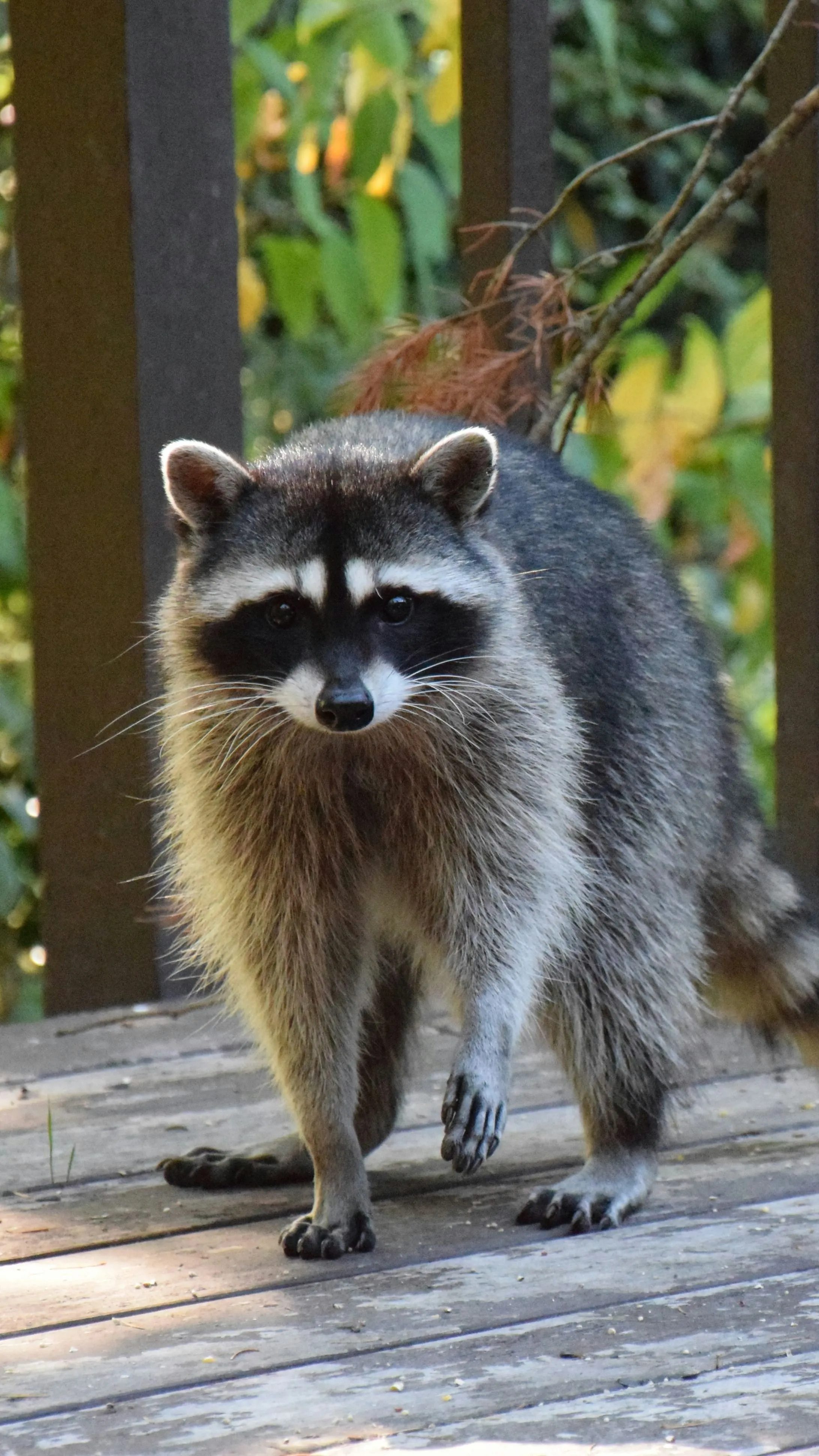 Részeges mosómedve tört be egy italboltba