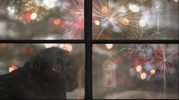 Így védd a kutyád a tűzijáték ideje alatt