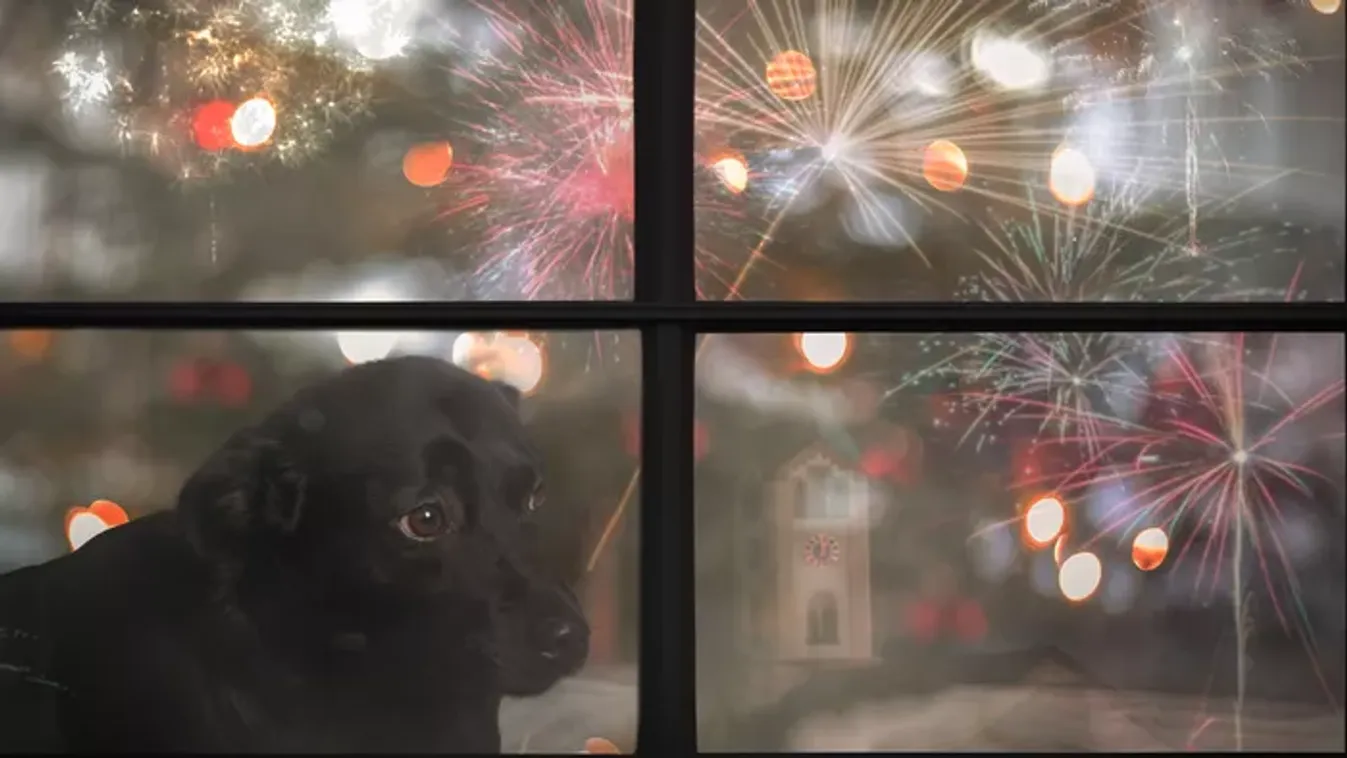 Veszélyben van a kutyád – így védheted meg a szilveszteri tűzijátéktól