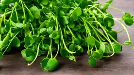 Kiderült, ez a világ legegészségesebb zöldsége – Ezek a vízitorma jótékony hatásai