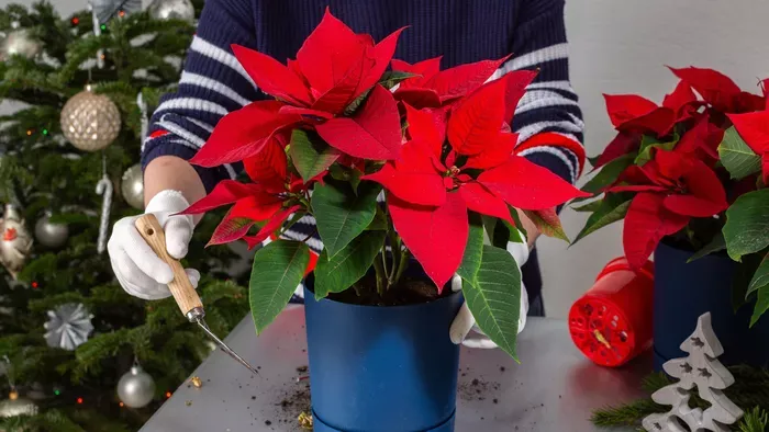 Így gondozd a mikulásvirágot, hogy újra virágba boruljon