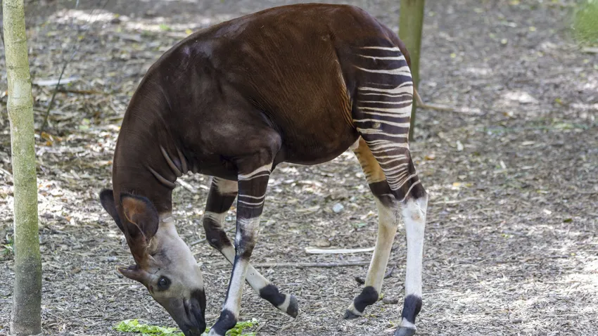 Kvíz kérdést ábrázoló kép