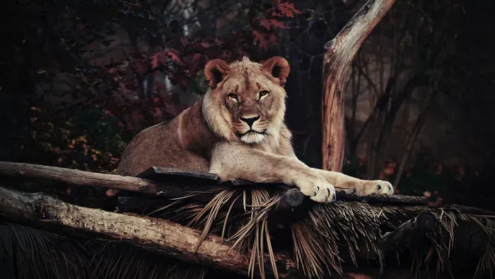 Bejelentette az állatkert: végzetes tragédia történt